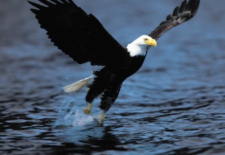 eagle - water, eagle, birds, beautiful