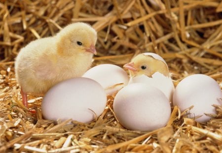 Two surprises! - bird, chicken, yellow, surprise, white, funny, cute, adorable, egg