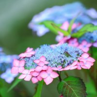 flowers with beautiful colors