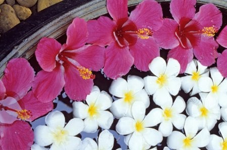 Flowers - white, flower, pink, hibiscus, plumeria, flowers, nature