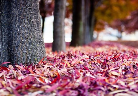 Autumn - leaves, tree, nature, autumn