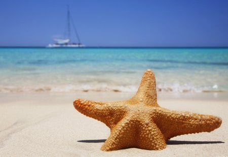 Starfish - starfish, beach, nature, sumer