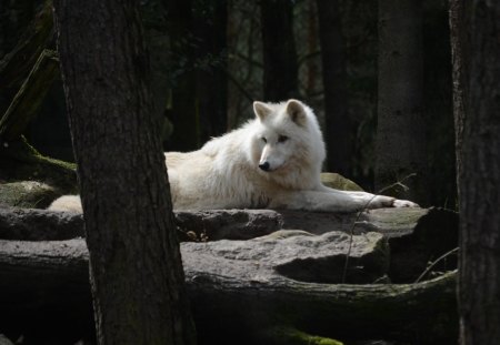 My visit at the Wolfpark - nature, wildlife, wolves, predator, timber, resting, relaxed