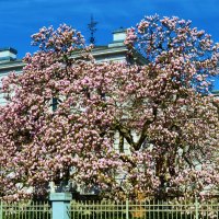 Tree blossoms