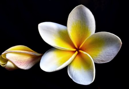 White plumeria - flowers, plumeria, flower, White, White plumeria