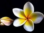 White plumeria