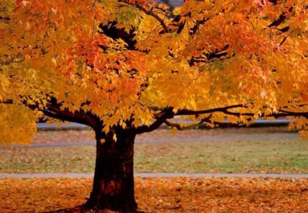 Grand autumn - golden, leaves, orange, tree, autumn