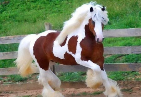 Handsome stallion - white, gallop, brown, stallion, horse