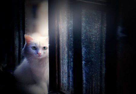 Watchful - white, watchful, cat, curtain