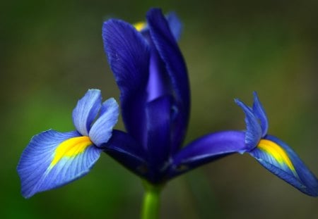 Beautiful Iris - flower, yellow, blue, iris