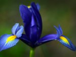 Beautiful Iris