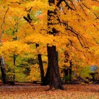 Autumn Trees