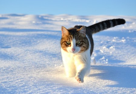 Cat - sleepy, cute, beautiful, cat, sleeping, kitty, cats, hat, cat face, paws, face, animals, pretty, beauty, sweet, kitten, lovely