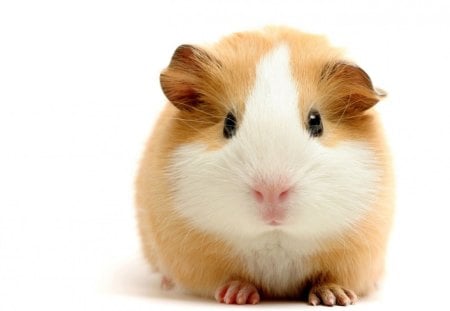 ~Guinea Pig~ - animal, guinea pig, cute, amster