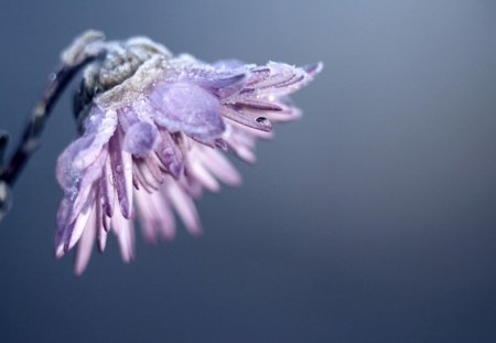 Flower - flowers, flower, purple, petals