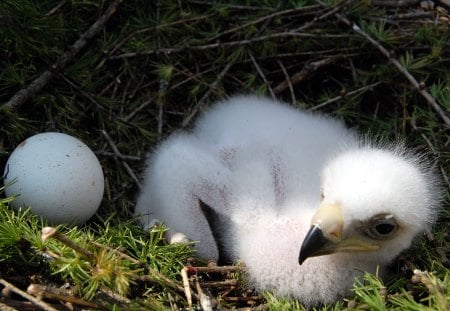 Young Golden Eagle - nature, chicken, nest, majestic, egg, raptor