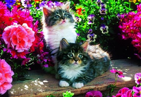 Kitten posing - kitties, flowers, blossoms, artwork