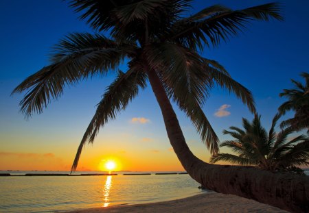 Beach Sunset - sky, sun, water, colors, sea, palm