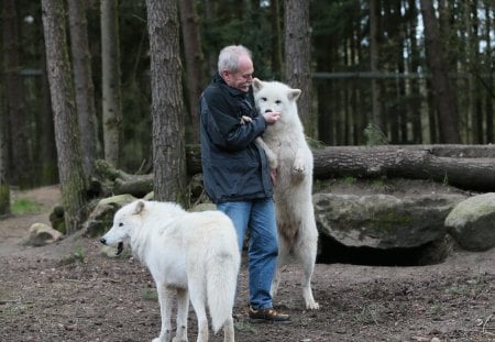 My visit at the Wolfpark - wildlife, wolves, canadian, predators, nature, timber