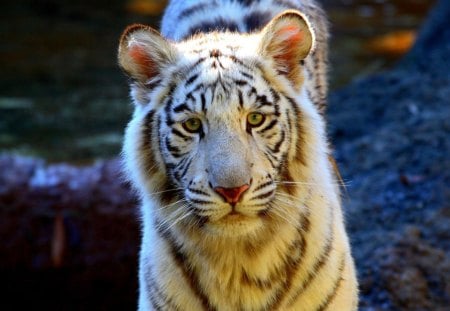 BEAUTIFUL TIGER - life, wild, cats, big, tigers