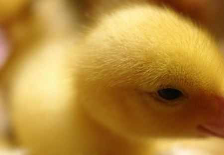 Duckling - animal, bird, pink, cute, duckling, yellow