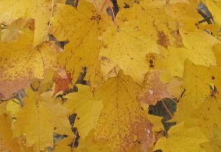 Autumn in Arkansas - leaves, forest, nature, autumn