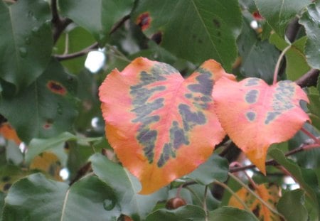 Autumn in Arkansas - leaves, trees, nature, autumn