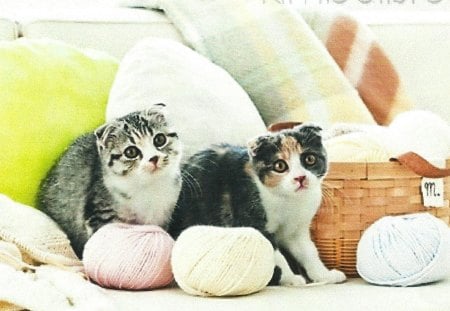 Scottish fold kittens with yarn - basket, scottish fold, kitten, cute, paws, yarn