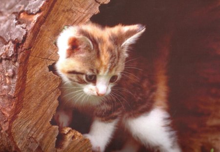 Kitten in a log - cute, paws, kitten, log