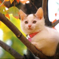 Kitten up a tree