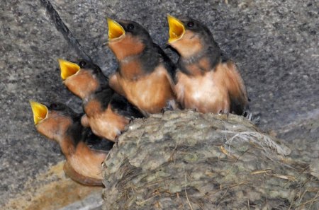 Baby swallows (Hirundo rustica) - funny, animal, hungry, cute, black, bird, baby, spring, yellow, nest, swallow