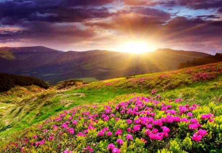 Amazing sunset - pretty, summer, sundown, amazin, flowery, grass, flowers, field, nice, sky, clouds, greenery, sunlight, beautiful, mountauin, lovely, afternoon, wildflowers, glow, colorful, nature, sunset, rays