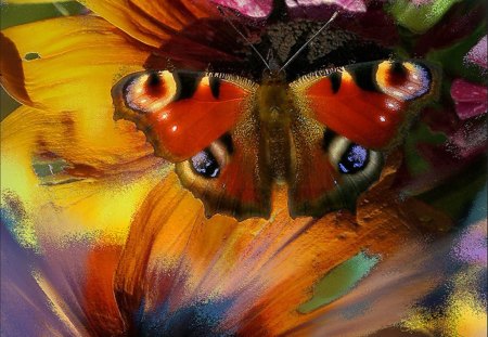 Butterfly - wings, butterflies, butterfly, colors, art