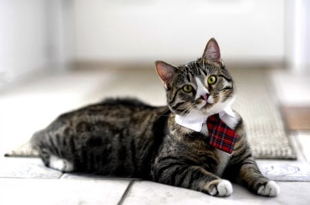 SMART KITTY - tie, feline, cat, gray