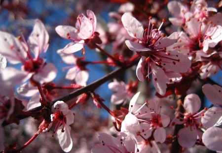 pink flowers - macro, flowers, nature, pink