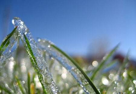 cold morning - spring, ice, macro, green, grass