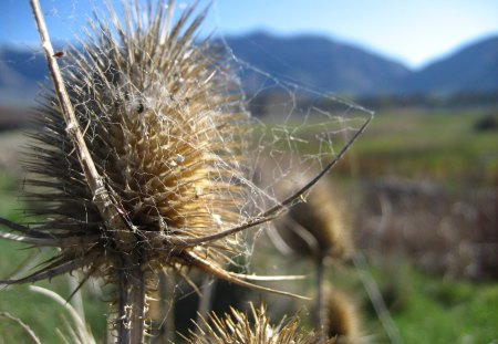 cobwebs in the morning - spiderweb, weeds, flower, spring