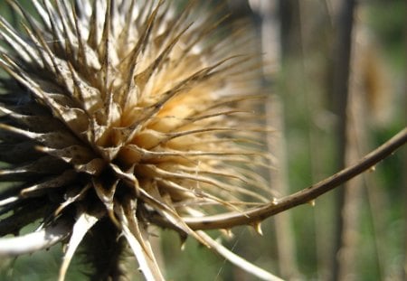 prickly flower - spiderweb, macro, flower, spring