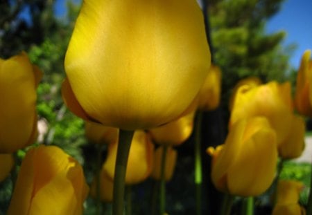 luminescence - yellow, macro, green, flower, spring