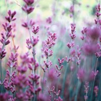 field of lavander flowers.