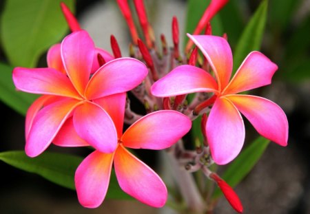 Plumeria - tropical, flower, pink, beautiful, flowers, lovely flowers, tropical flower, pink plumeria, plumeria, splendor, nature, paradise, colorful