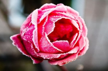 Rose - wallpaper, pink, flowers, spring, roses, photography, nature, romantic, pink rose