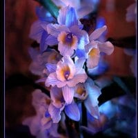 Orchid blue