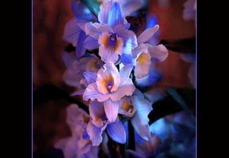 Orchid blue - orchids, flowers, black, blue