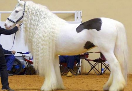 Magnificant - black, stallion, white, horse