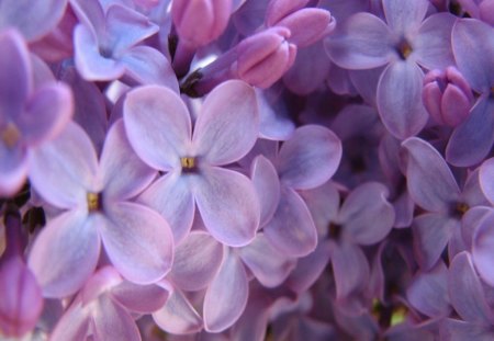 Up close - flowers, purple, mauve, lilacs