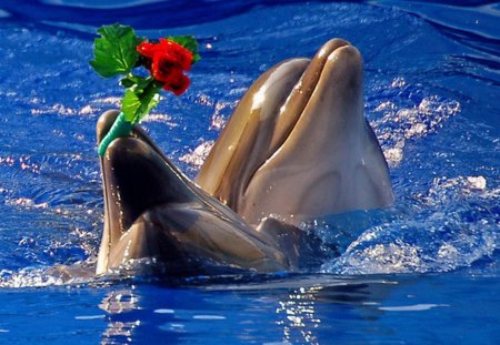 beautiful Dolphins - Dolphins, nature, animals, beautiful