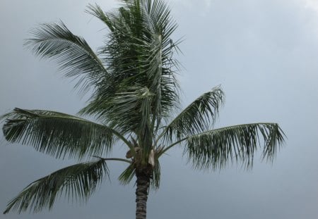 Cloudy Palm - sky, tree, cloudy, palm