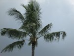 Cloudy Palm