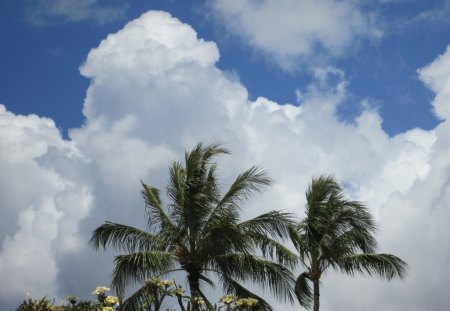 Cloudy Palm 2 - sky, tree, cloudy, palm